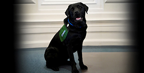 Photo of Martin, Bedford County's first facility dog. Martin is all black and is seated in front of a white wall, looking up at the camera.